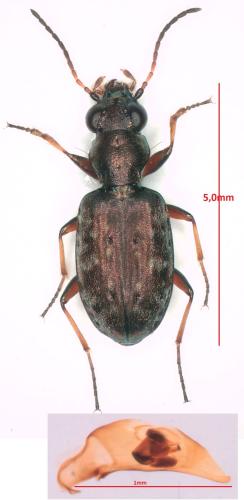 Asaphidion flavipes
