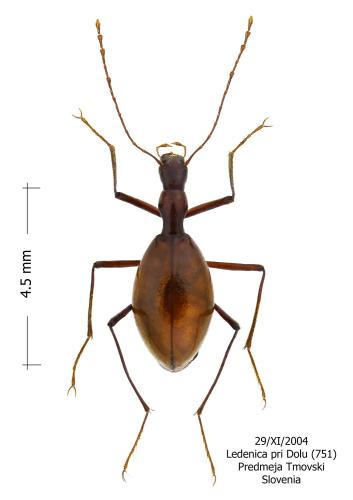 Astagobius angustatus laticollis