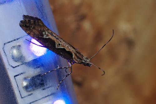 Rhigognostis incarnatella
