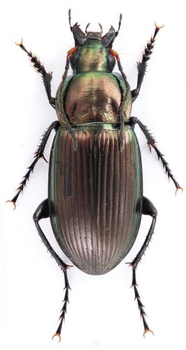 Réf. 328 173 : Poecilus cupreus