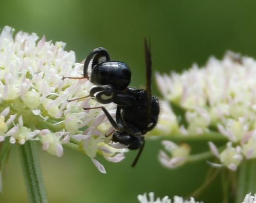 Réf. 328 220 : Chalcis biguttata