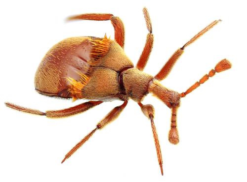 Réf. 328 885 : Claviger longicornis