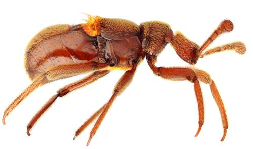 Réf. 328 886 : Claviger longicornis