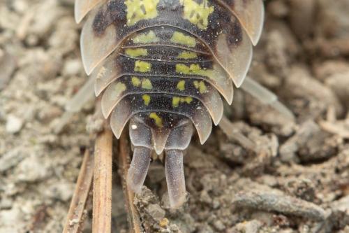 Réf. 328 845 : Porcellio haasi
