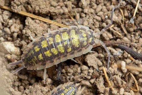 Réf. 328 844 : Porcellio haasi