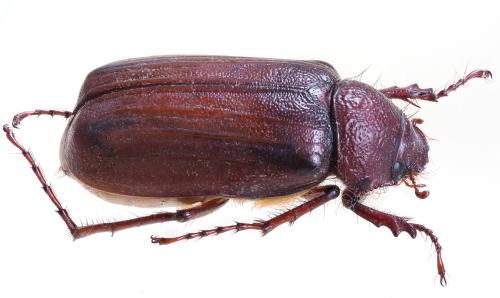 Octoplasia prolica