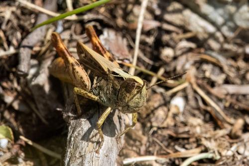 Chorthippus saulcyi vicdessossi