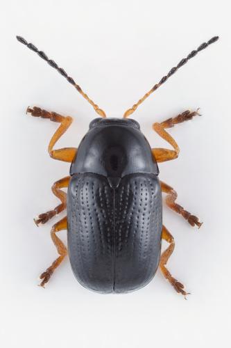Réf. 328 607 : Cryptocephalus ocellatus