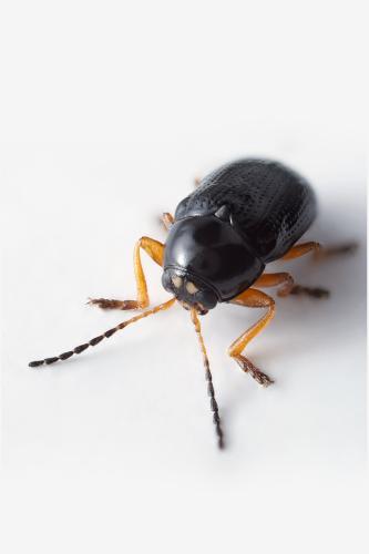 Réf. 328 608 : Cryptocephalus ocellatus