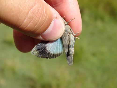 Oedipoda coerulea
