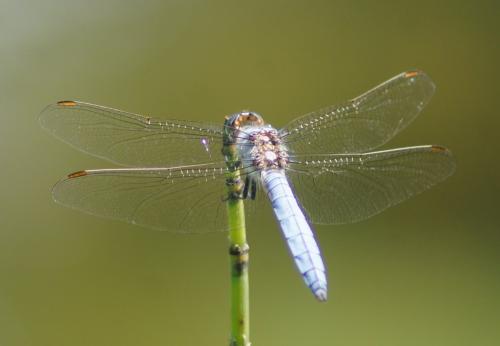 Réf. 328 564 : Orthetrum brunneum