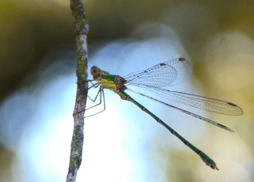 Chalcolestes viridis