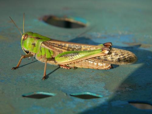 Réf. 328 082 : Locusta migratoria