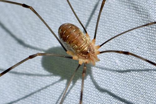 Réf. 328 764 : Opilio canestrinii