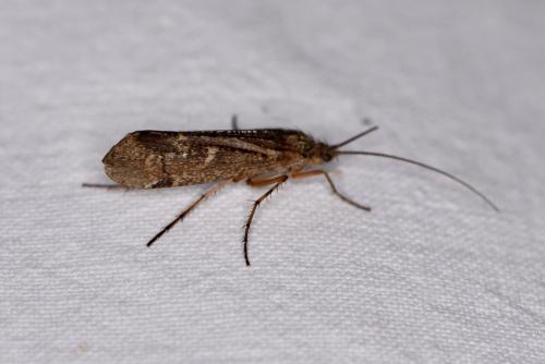 Réf. 328 585 : Limnephilus sp.