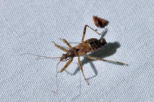 Himacerus apterus