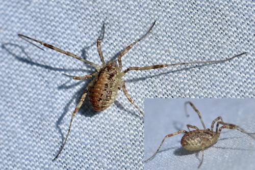 Paroligolophus agrestis