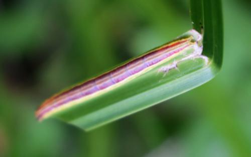 Réf. 328 798 : Nascia cilialis
