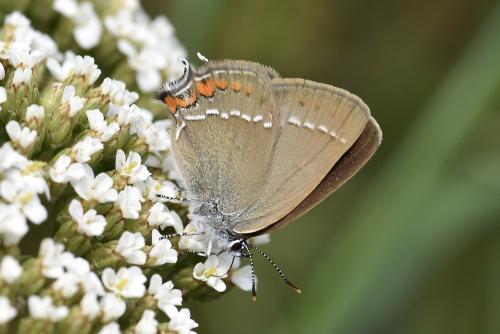 Réf. 328 573 : Satyrium acaciae