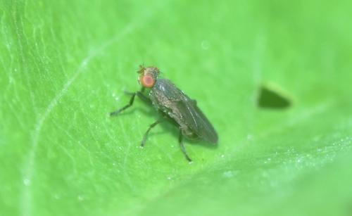 Pherbellia sp.