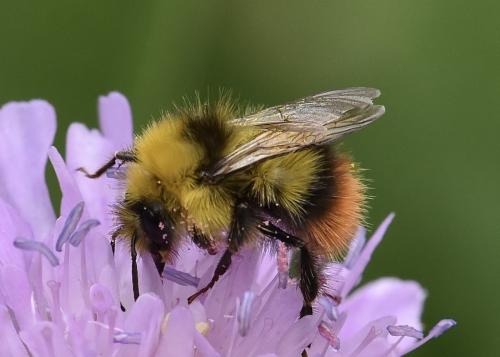 Réf. 328 574 : Bombus pratorum