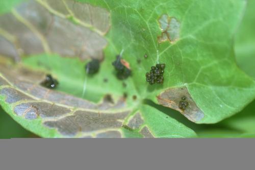 Bedellia sp.