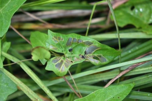 Bedellia sp.