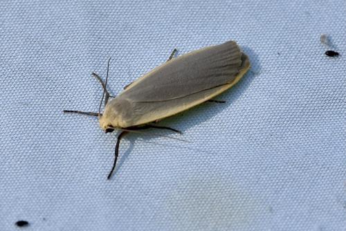 Eilema griseola