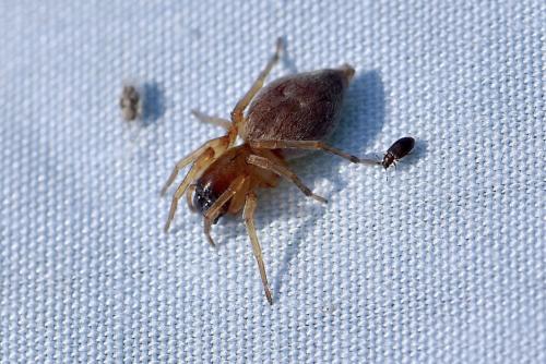 Clubiona sp.