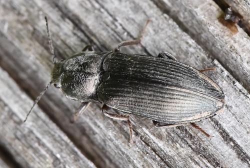 Selatosomus latus