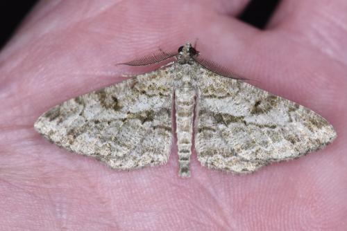 Peribatodes rhomboidaria
