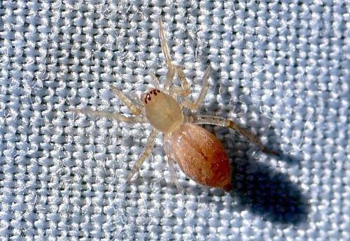 Clubiona sp.