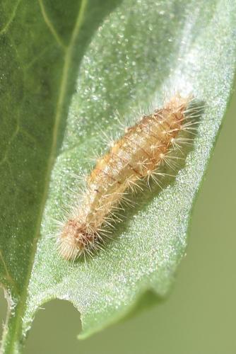 Emmelina sp.
