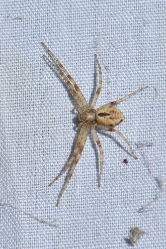 Réf. 328 755 : Philodromus sp.