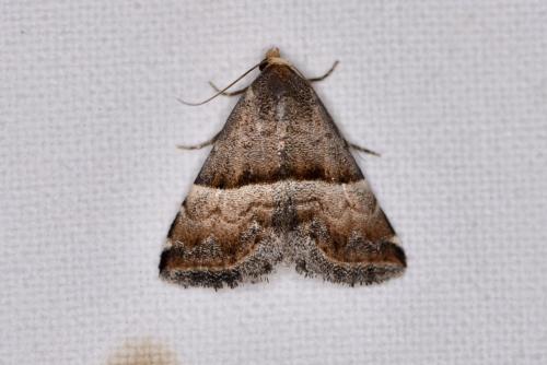 Réf. 328 092 : Odice jucunda