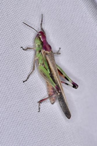 Réf. 328 094 : Aiolopus puissanti