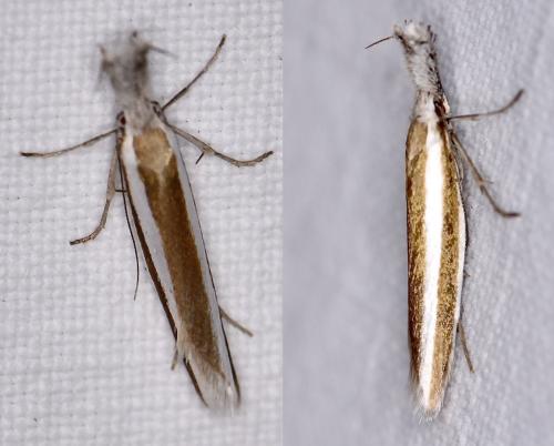 Réf. 328 121 : Pleurota aristella