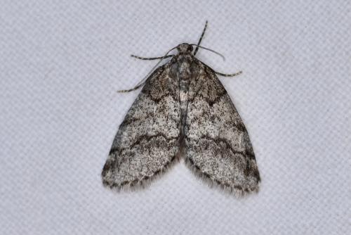 Tephronia lhommaria