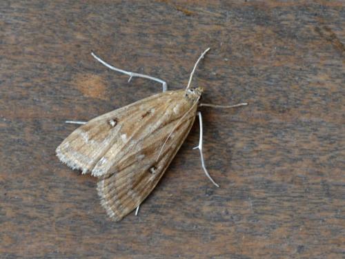 Réf. 328 589 : Parapoynx stratiotata