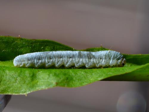 Monostegia abdominalis