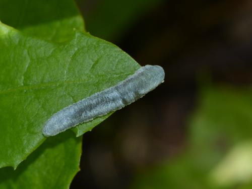 Monostegia abdominalis