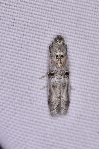 Réf. 328 084 : Pempelia palumbella
