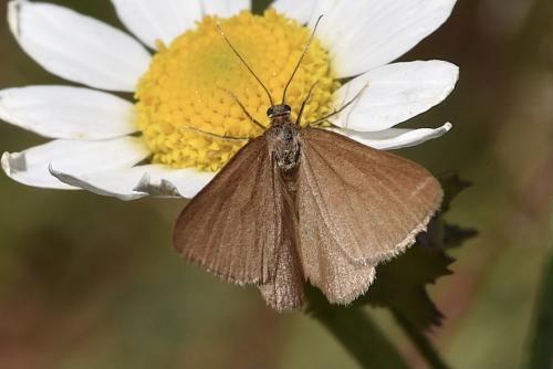 Réf. 328 756 : Minoa murinata