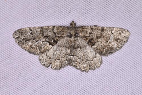 Réf. 328 083 : Peribatodes ilicaria