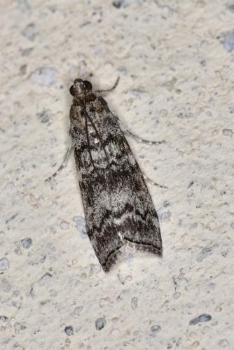 Réf. 328 106 : Dioryctria sp.