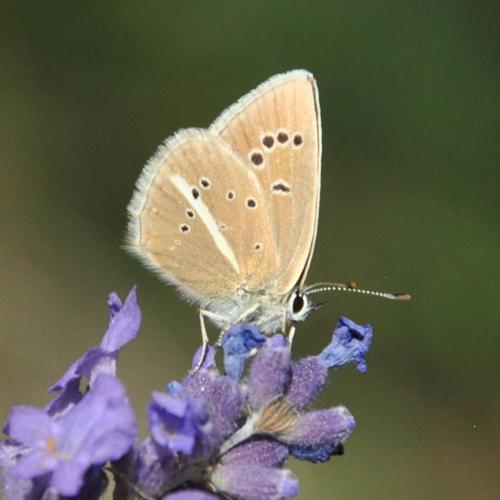 Polyommatus damon
