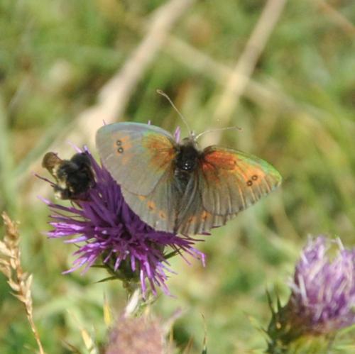 Réf. 328 206 : Erebia cassioides