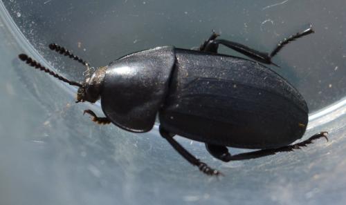 Réf. 328 032 : Silpha obscura