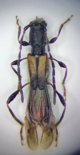 Dolocerus reichii