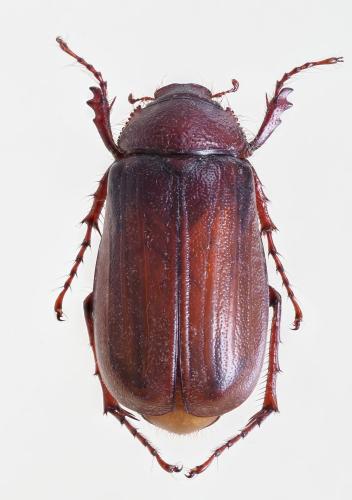 Octoplasia prolica